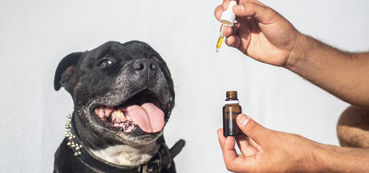 Essential pet salmon oil discount